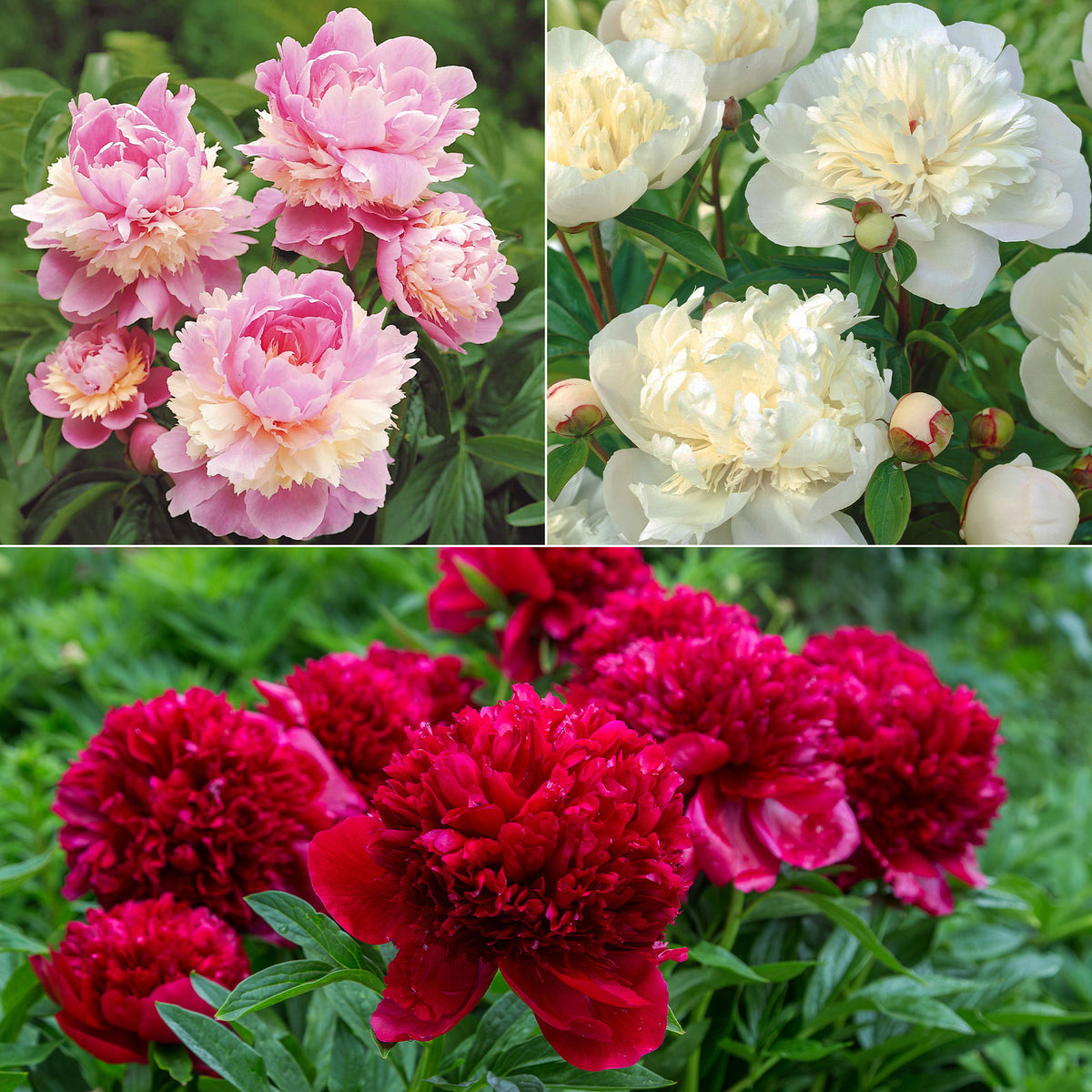 Pfingstrosen-Kollektion 'Immaculée', 'Sorbet', 'Red Charm'