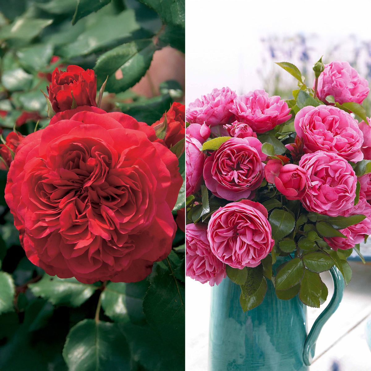 Floribunda-Rosen Kollektion (x2)