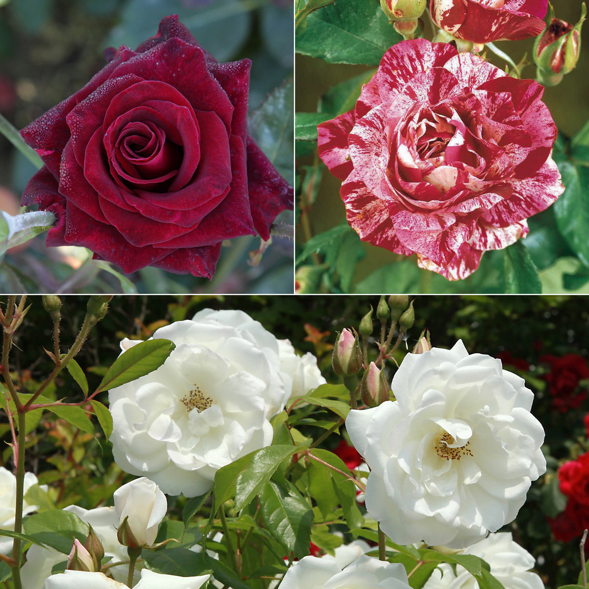 Kollektion Edelrosen (Black Baccara, Candy stripe, Helga) (x3)