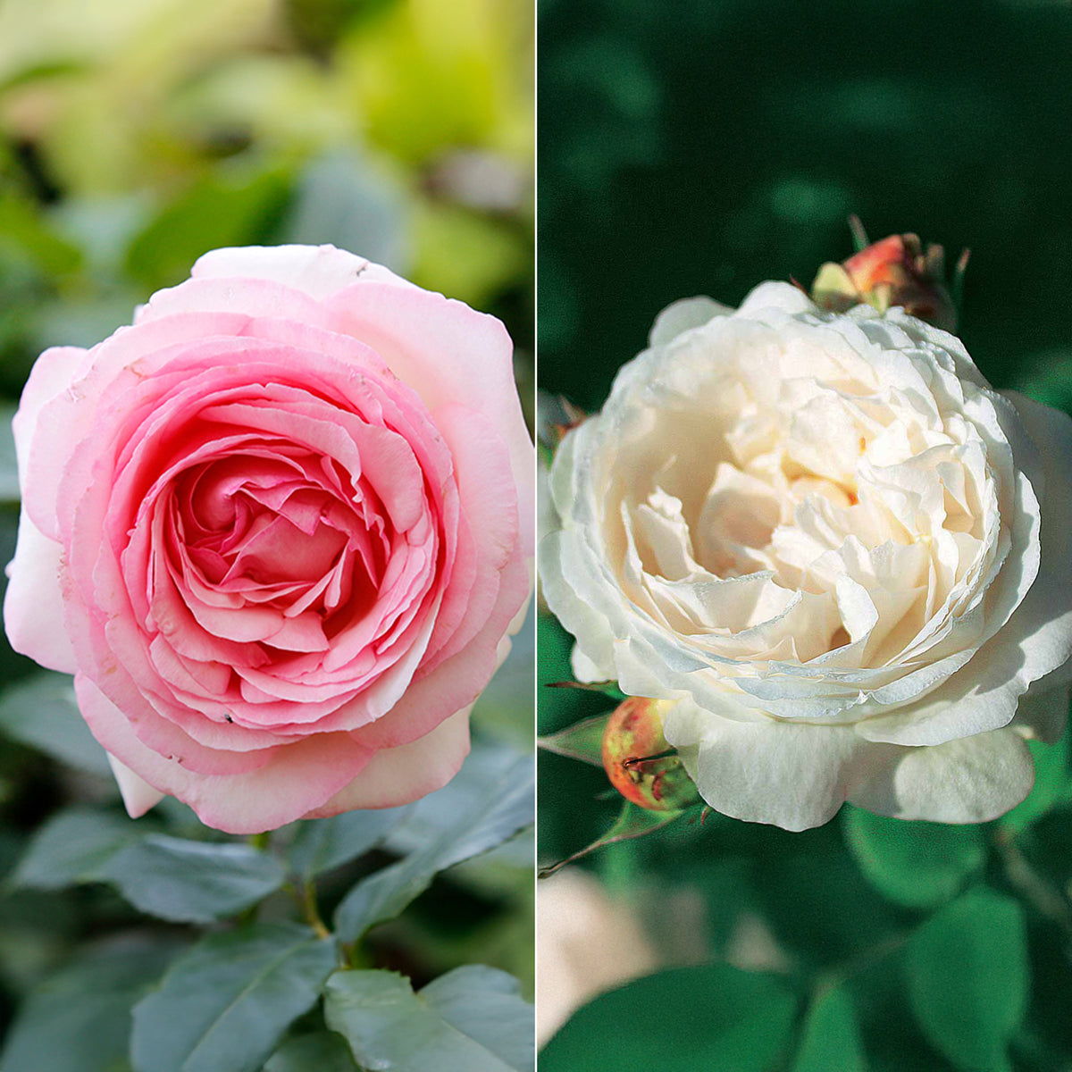 Englische Rosen Kollektion (x2)