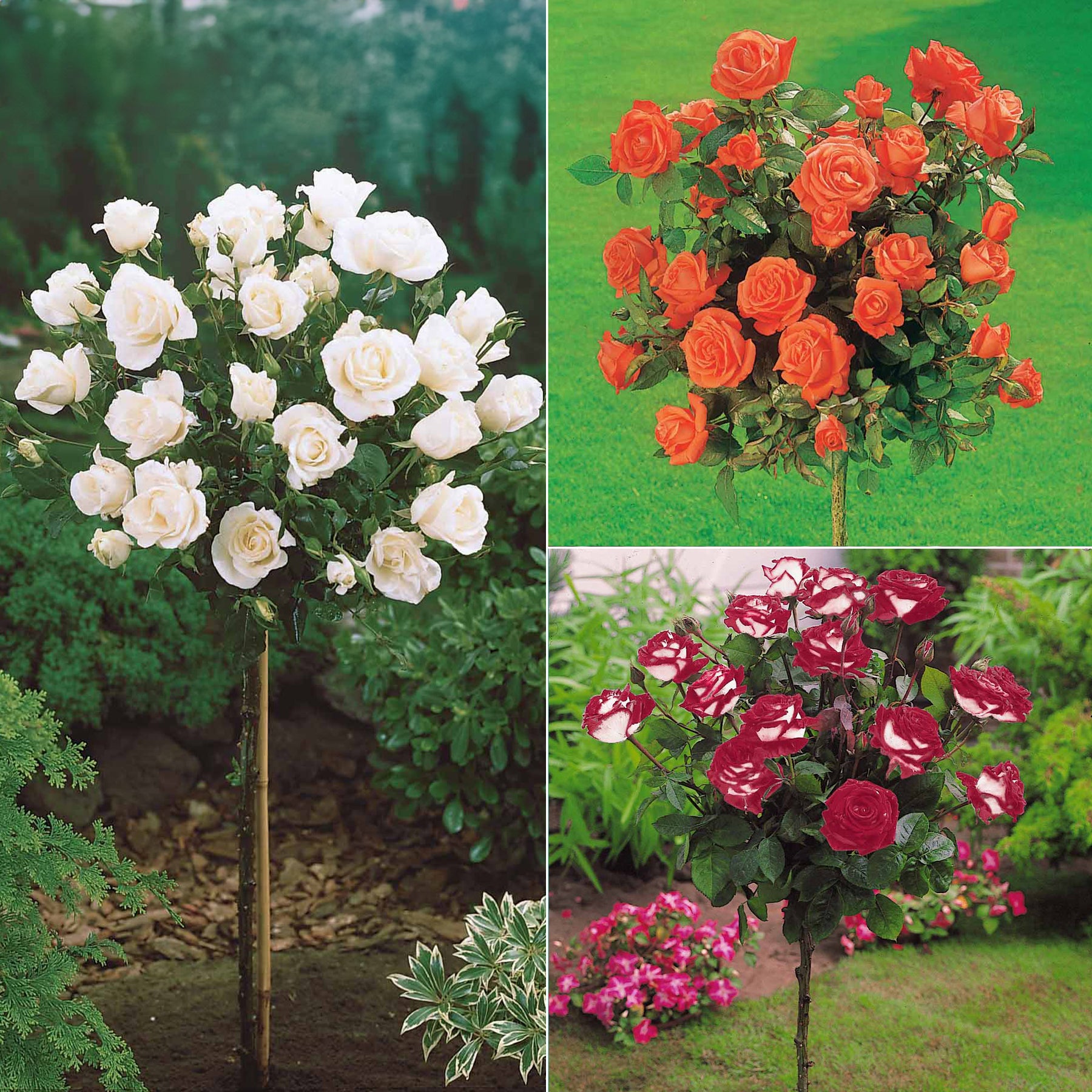 Hochstammrosen-Kollektion 'Ramona', 'Korbin', 'Osiria' (x3)