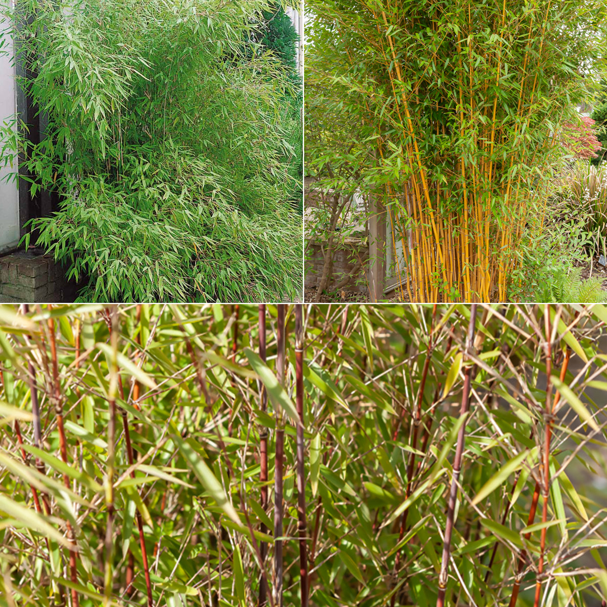 Phyllostachys-Bambus-Kollektion (x3)