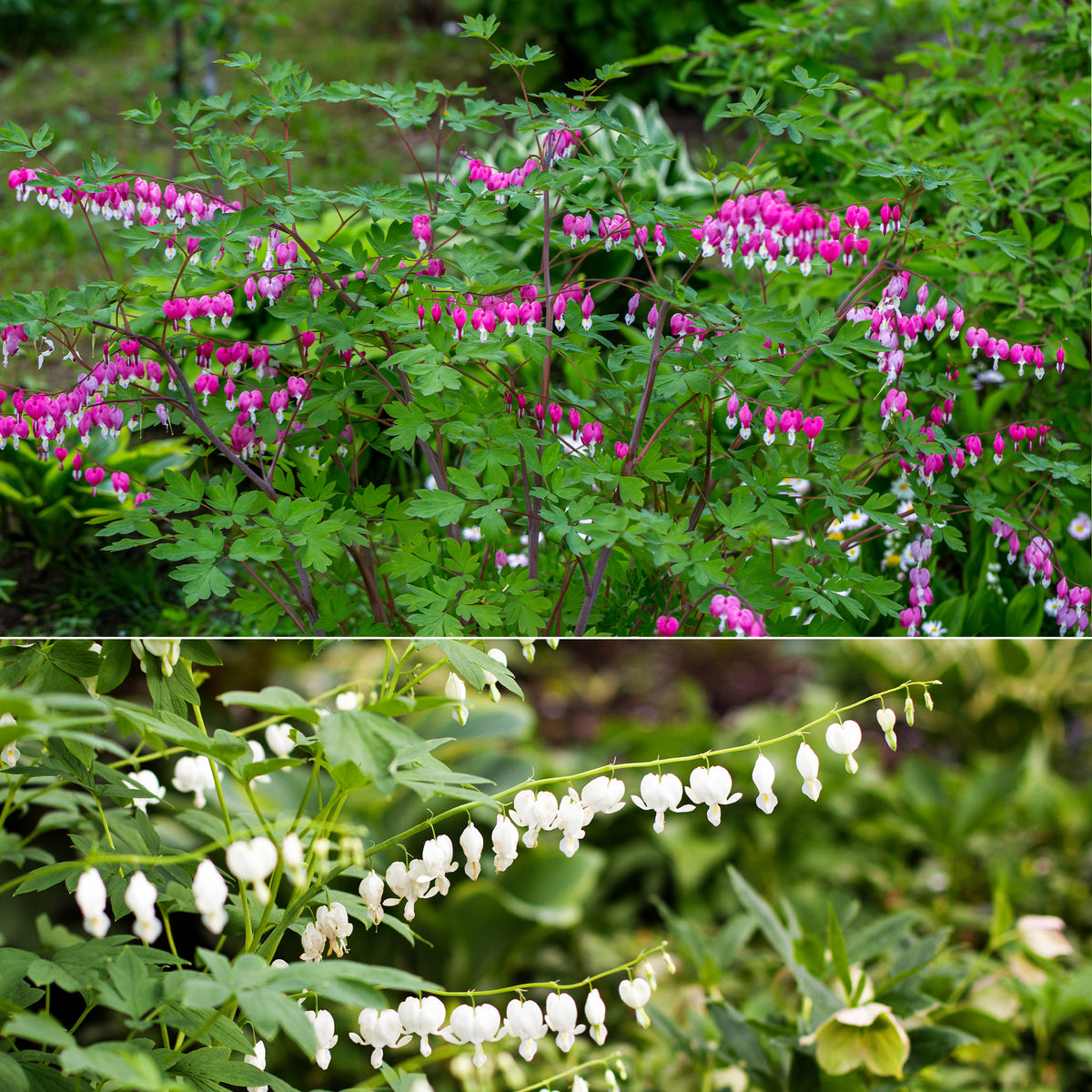Tränendes Herz Mischung (3 rosa + 1 weiß) (x4) - Dicentra spectabilis