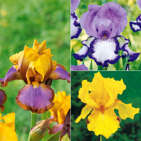 Sammlung von Garten-Iris: Lasso, Bordure, Sangreal. (x6)