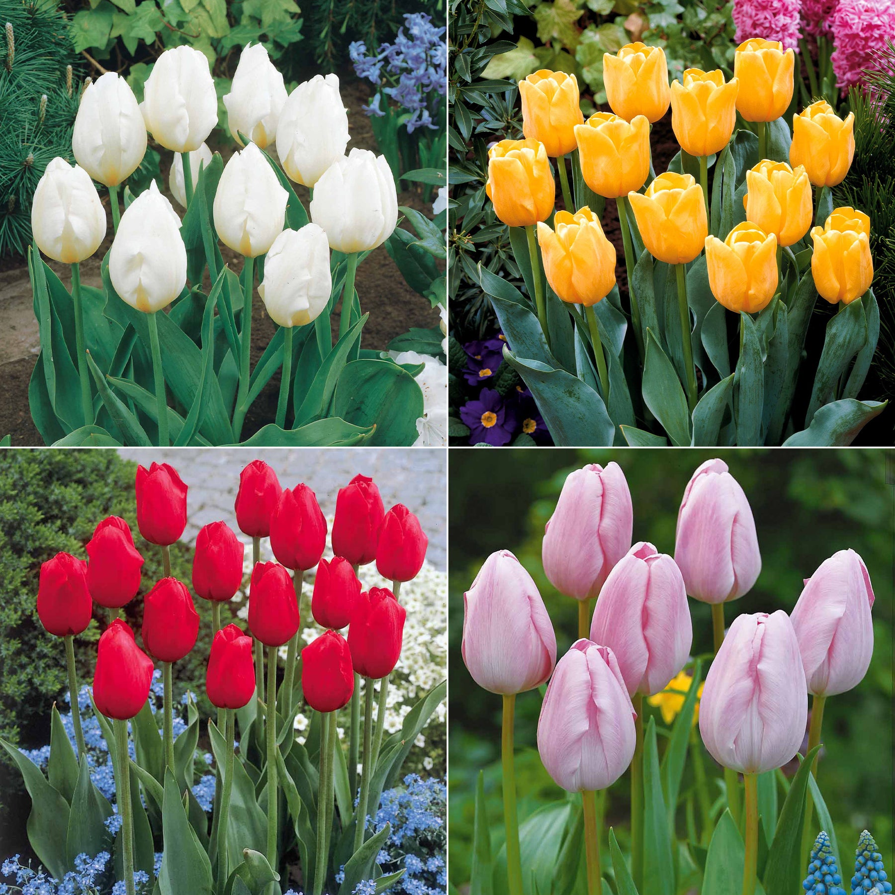 Langstielige Tulpen-Kollektion (x20)