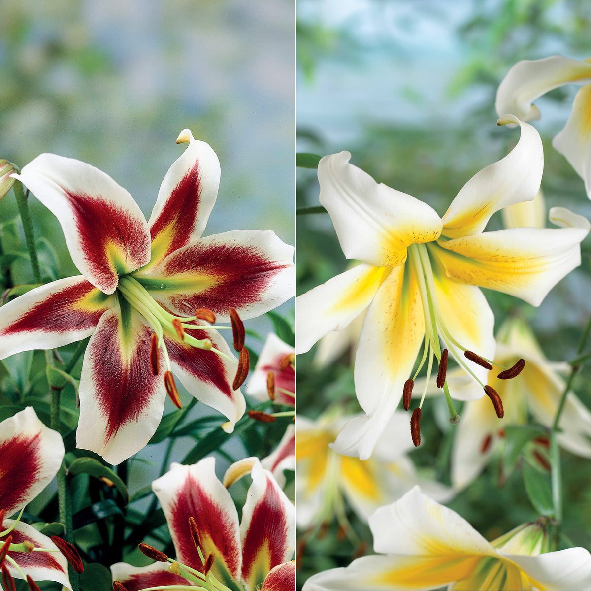 Lilien-Kollektion (x6)