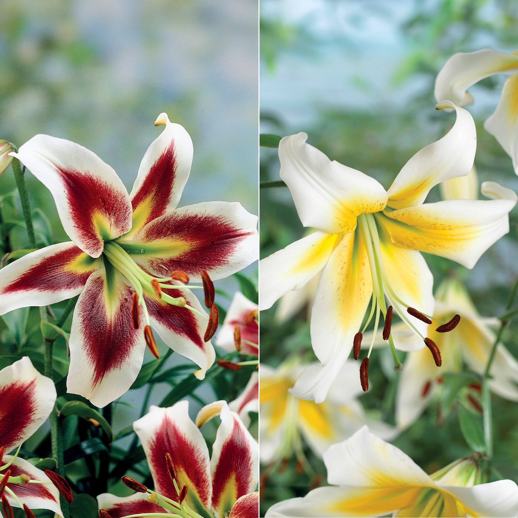 Lilien-Kollektion (x6)