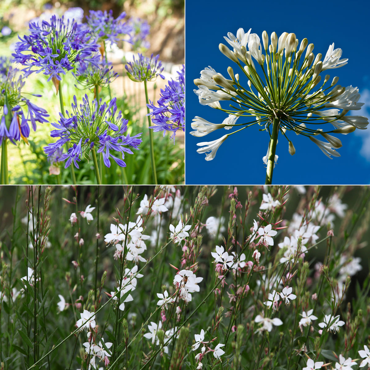 Stauden-Kollektion für Garten & Topf (x7)
