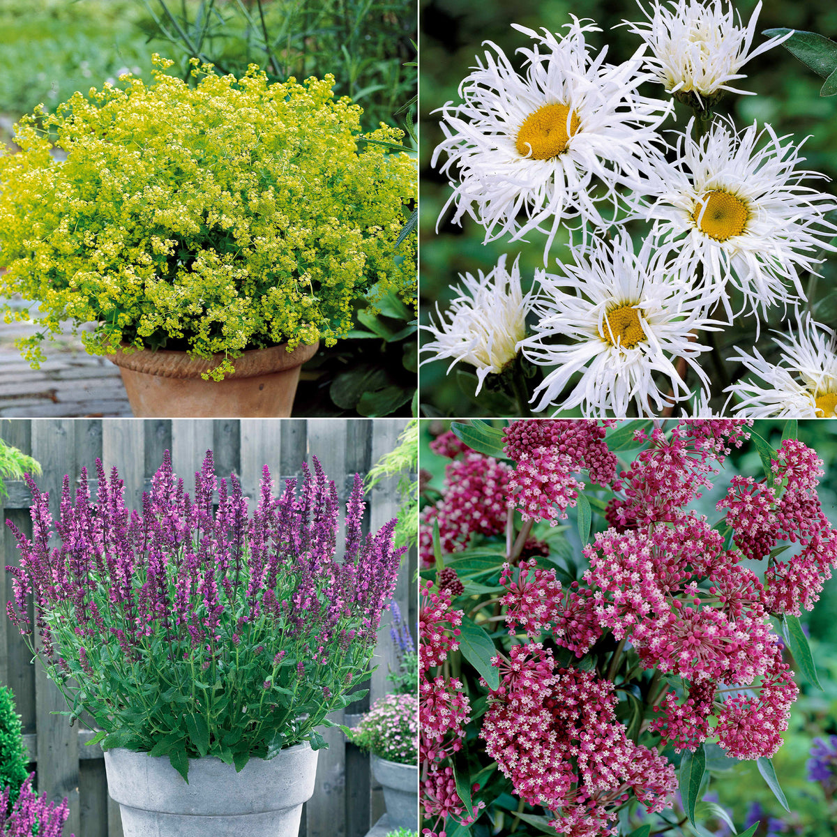 Bunte Stauden-Kollektion für den Garten (x12)