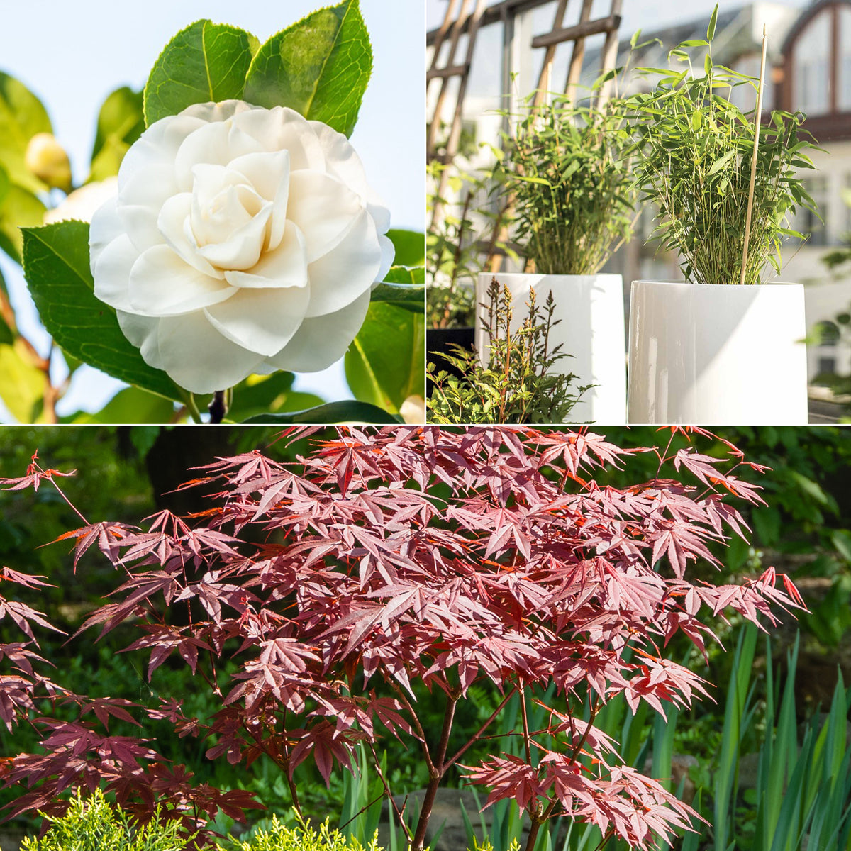 Japanische Kamelie, Muriel-Bambus, Fächer-Ahorn (x3) - Camellia japonica, Arundinaria murielae, Acer palmatum Atropurpureum - Gartenpflanzen