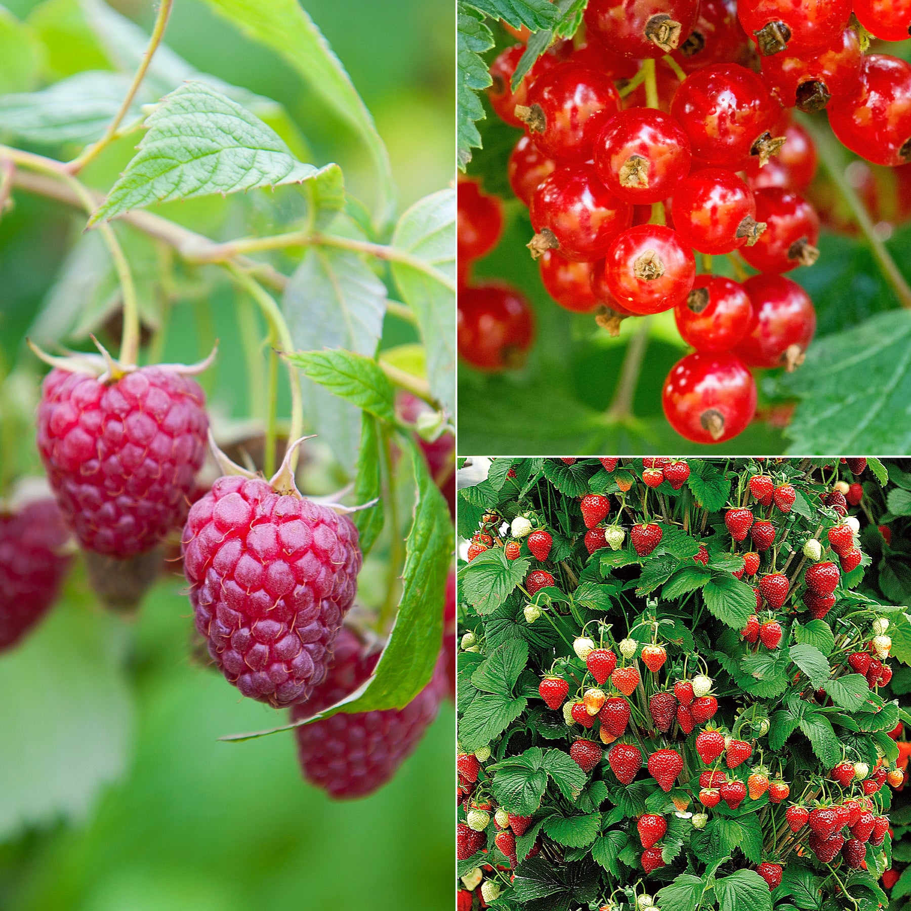 Obst-Kollektion Beerenfrüchte (x9)