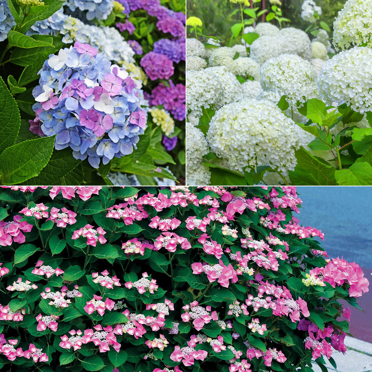 Hortensien-Kollektion für blühende Beete und Hecken. (x3)
