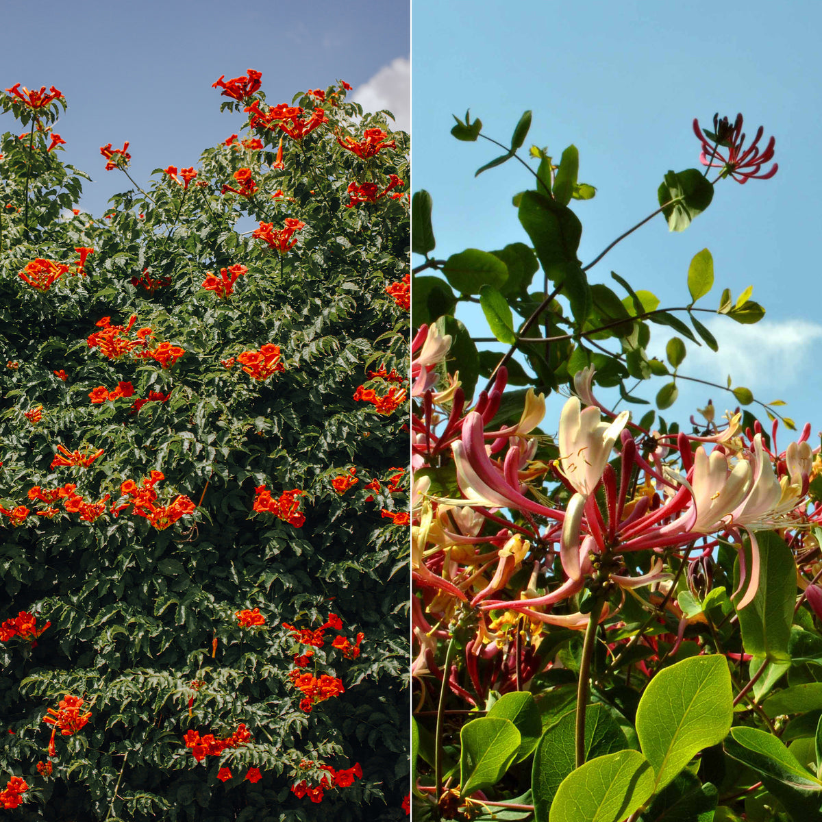 Trompetenblume & Geißblatt Kollektion