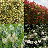 Immergrüne Hecke (x4) - Eleagnus pungens Maculata, Photinia fraseri Red Robin, Prunus laurocerasus Etna, Viburnum tinus