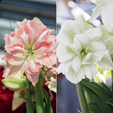 Amaryllis-Kollektion rosa & weiß (x2)
