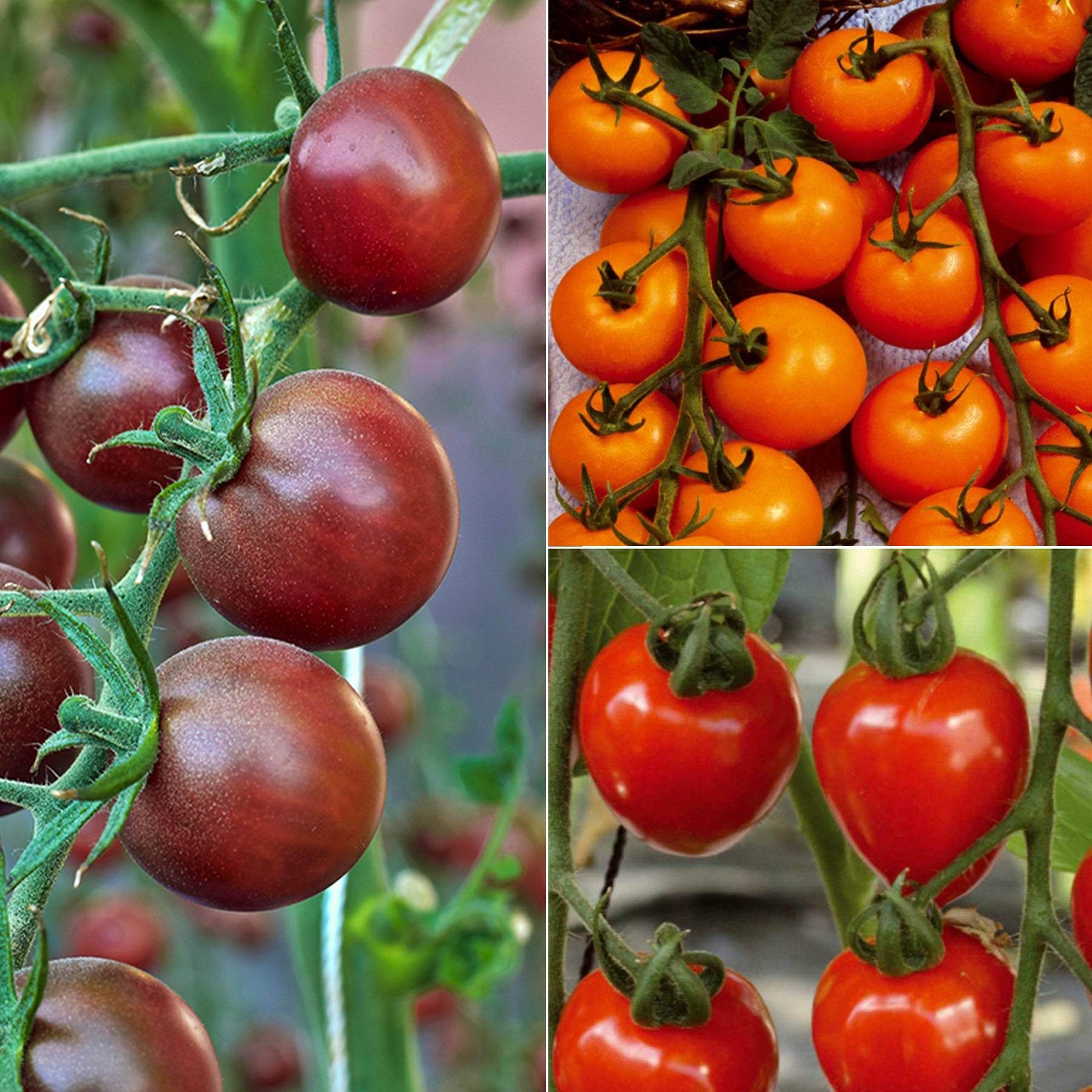 Sammlung von Kirschtomaten