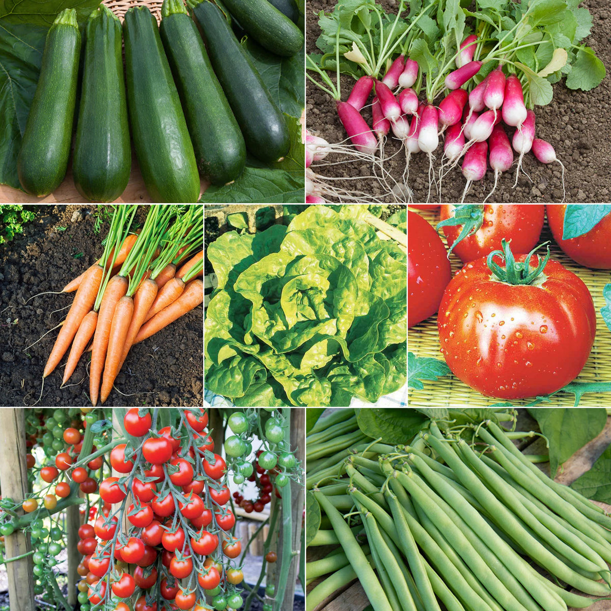 Sammlung von Samen für den Gemüsegarten - Saatgut