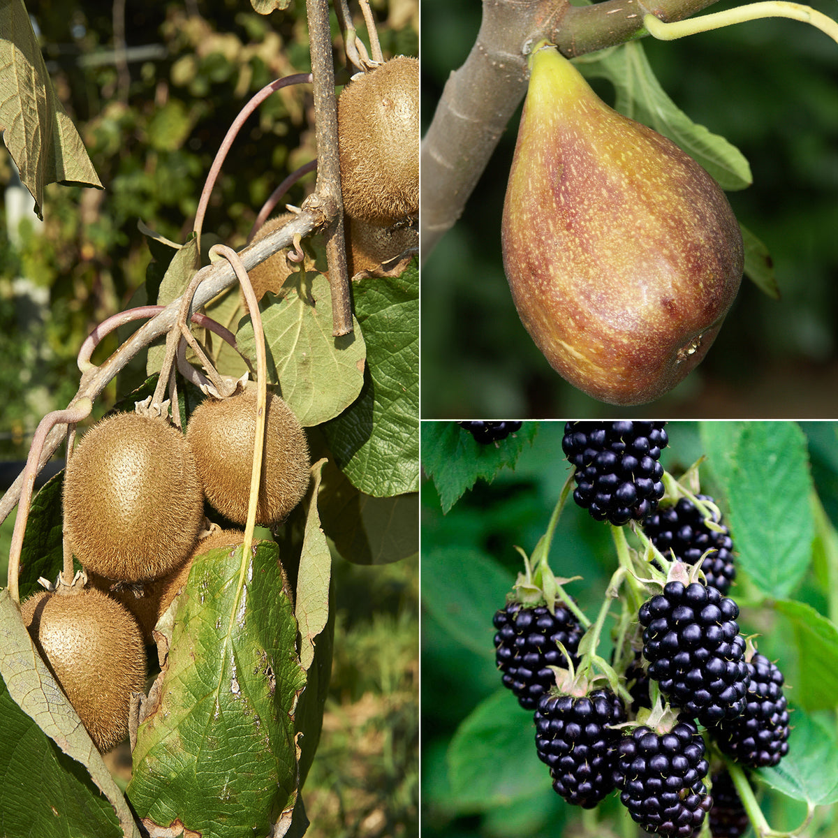 Sommerobst-Kollektion (Feige, Maulbeere, Kiwi)
