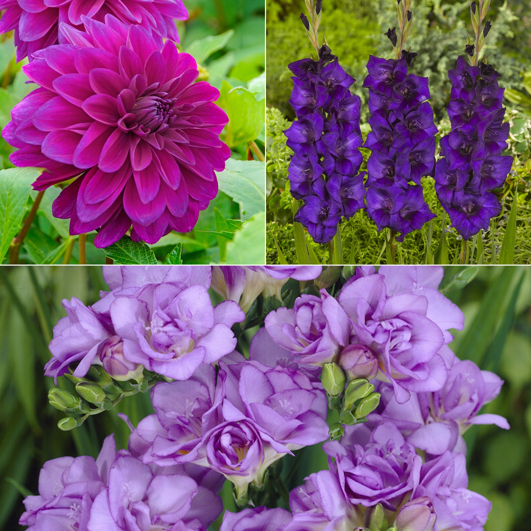 Blumenzwiebel Mischung 'The Purple Bag' (x20)