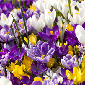 Blumenzwiebel-Mischung 'Running Wild' (x100) - Narcissus, Tulipa, Crocus, Allium, Muscari, Anemone, Galanthus - Willemse