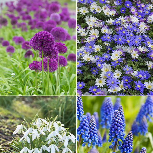 Blumenzwiebeln-Mischung ‘6 Monate Blüte’ (x100) - Galanthus, Muscari, Narcissus, Tulipa, Chionodoxa, Anemone, Allium - Willemse