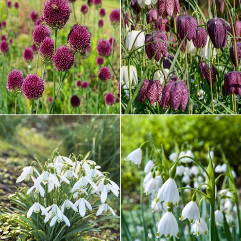Blumenzwiebeln-Mischung ‘Butterfly Food’ (x70) - Eranthis, Galanthus, Leucojum, Muscari, Fritillaria, Tulipa, Allium - Willemse