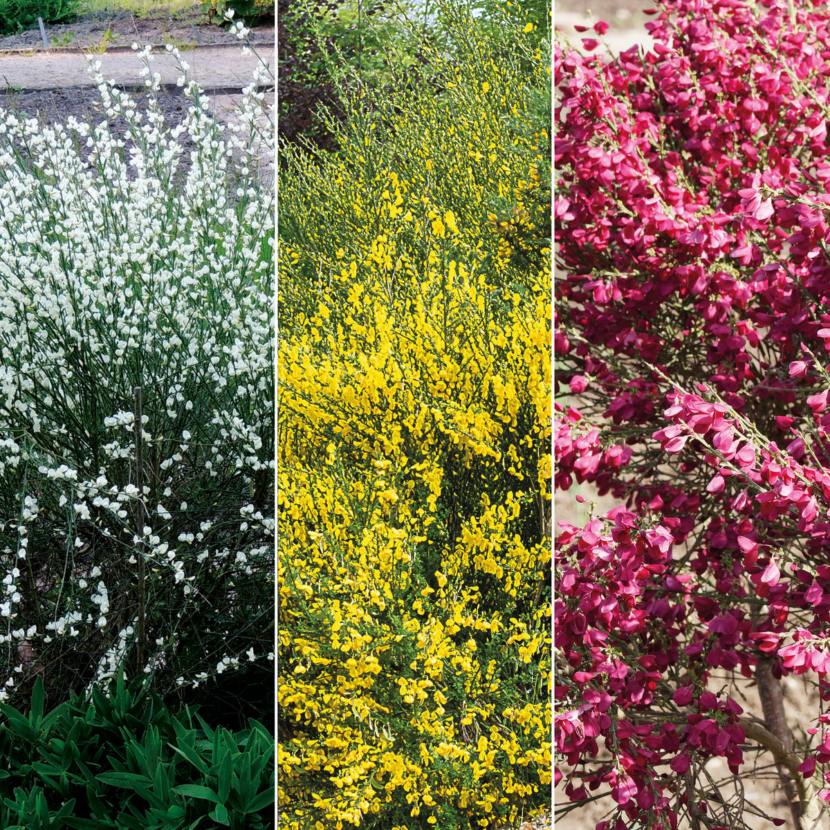 Farben Ginsterhecke weiß, rot und gelb (x3) - Willemse