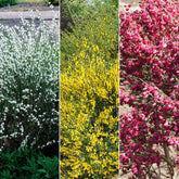 Farben Ginsterhecke weiß, rot und gelb (x3) - Willemse
