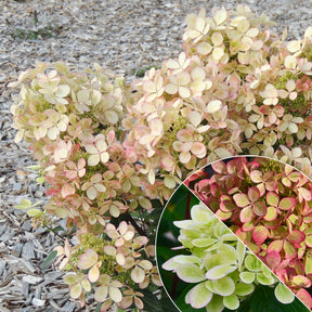 Rispenhortensie ‘Pastelgreen’®