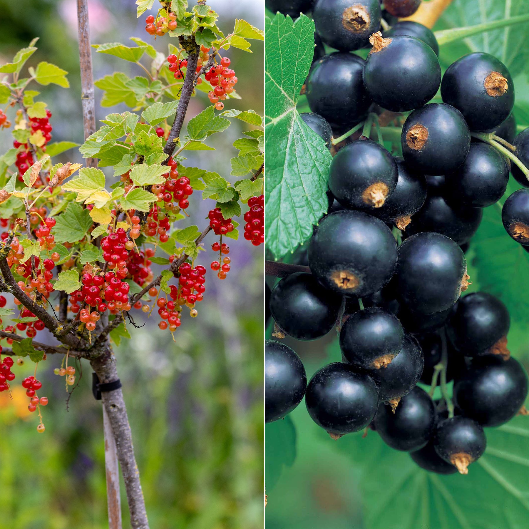 Hochstamm-Kollektion Johannisbeere & Schwarze Johannisbeere (x2)