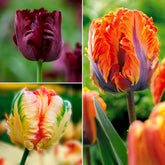 Papagei-Tulpen Kollektion (x24) - Willemse