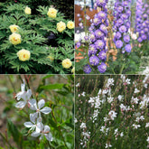 Stauden-Kollektion in zarten Farben (x4)