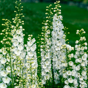 Weiße und rosa Stauden - Delphinium, Salvia, Echninacea - Willemse