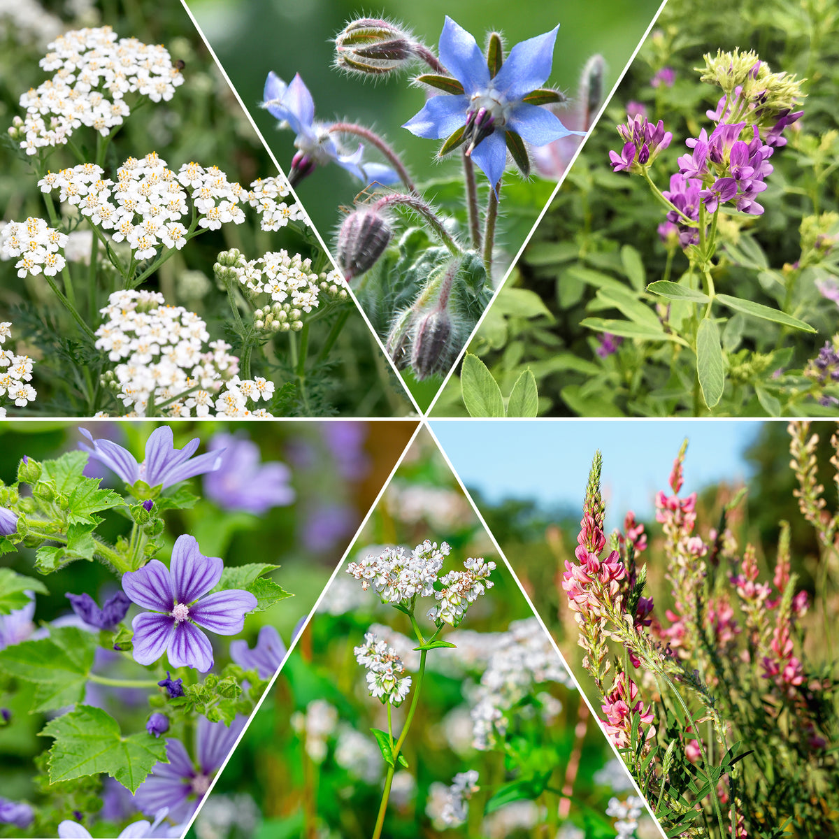 Blumenmischung für Fauna und Flora - Willemse