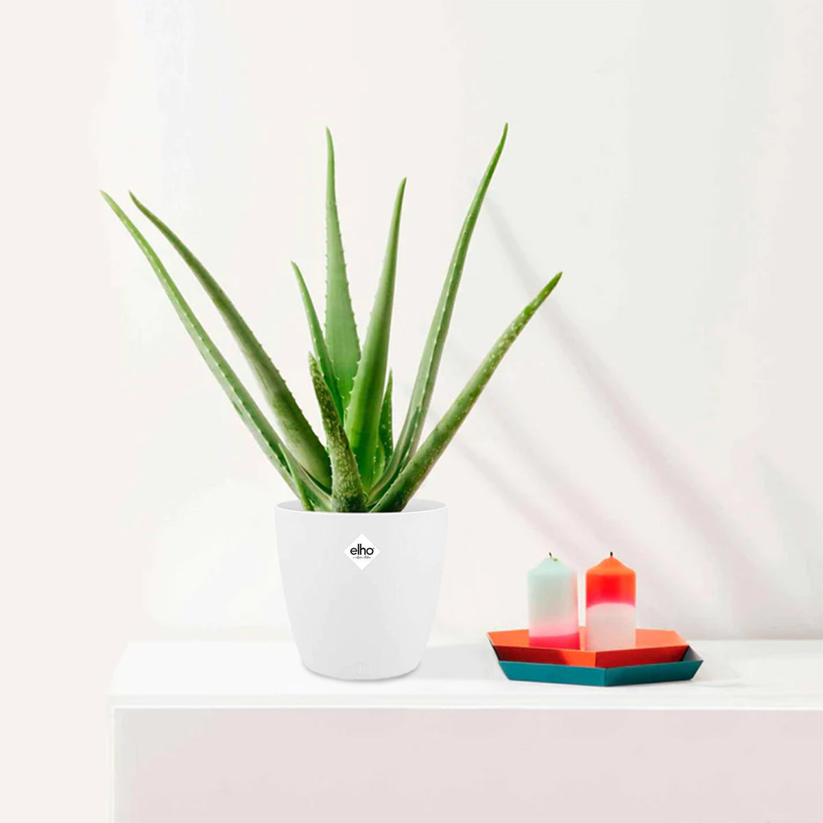 Aloe vera im weißen Übertopf ELHO - Willemse