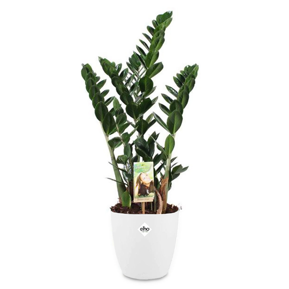 Glücksfeder in weißem Blumentopf - Zamioculcas zamiifolia - Willemse