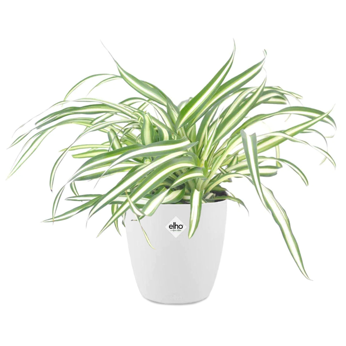 Grünlilie Atlantic in weißem Blumentopf - Chlorophytum comosum atlantic - Willemse
