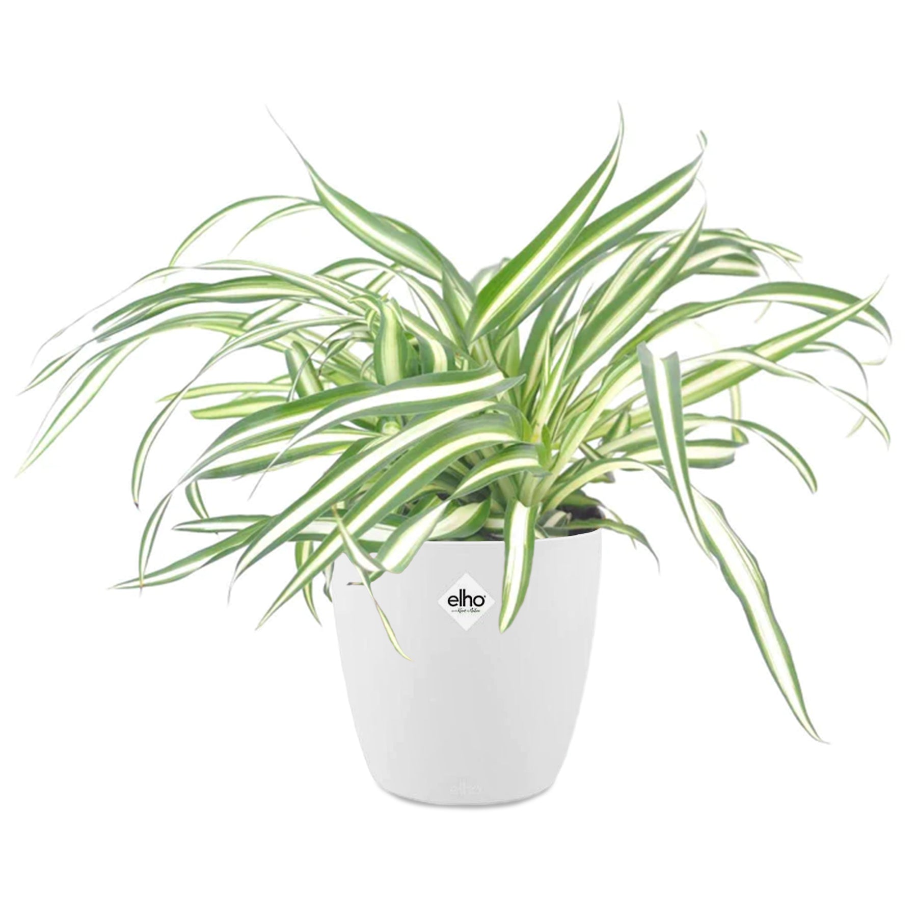 Grünlilie Atlantic in weißem Blumentopf - Chlorophytum comosum atlantic - Willemse
