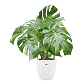 Monstera deliciosa im weißen Übertopf ELHO - Monstera deliciosa - Willemse