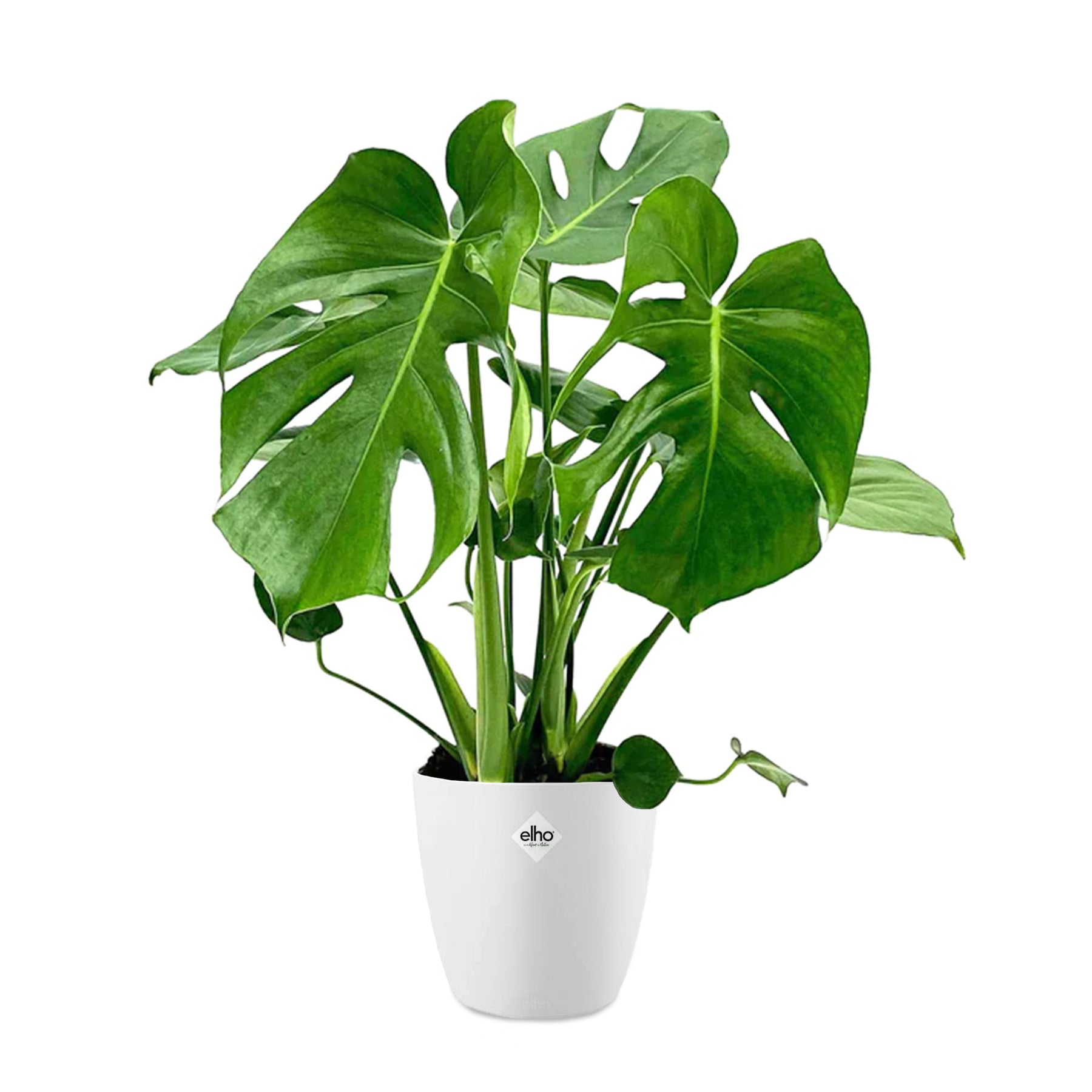 Monstera deliciosa im weißen Übertopf ELHO - Willemse