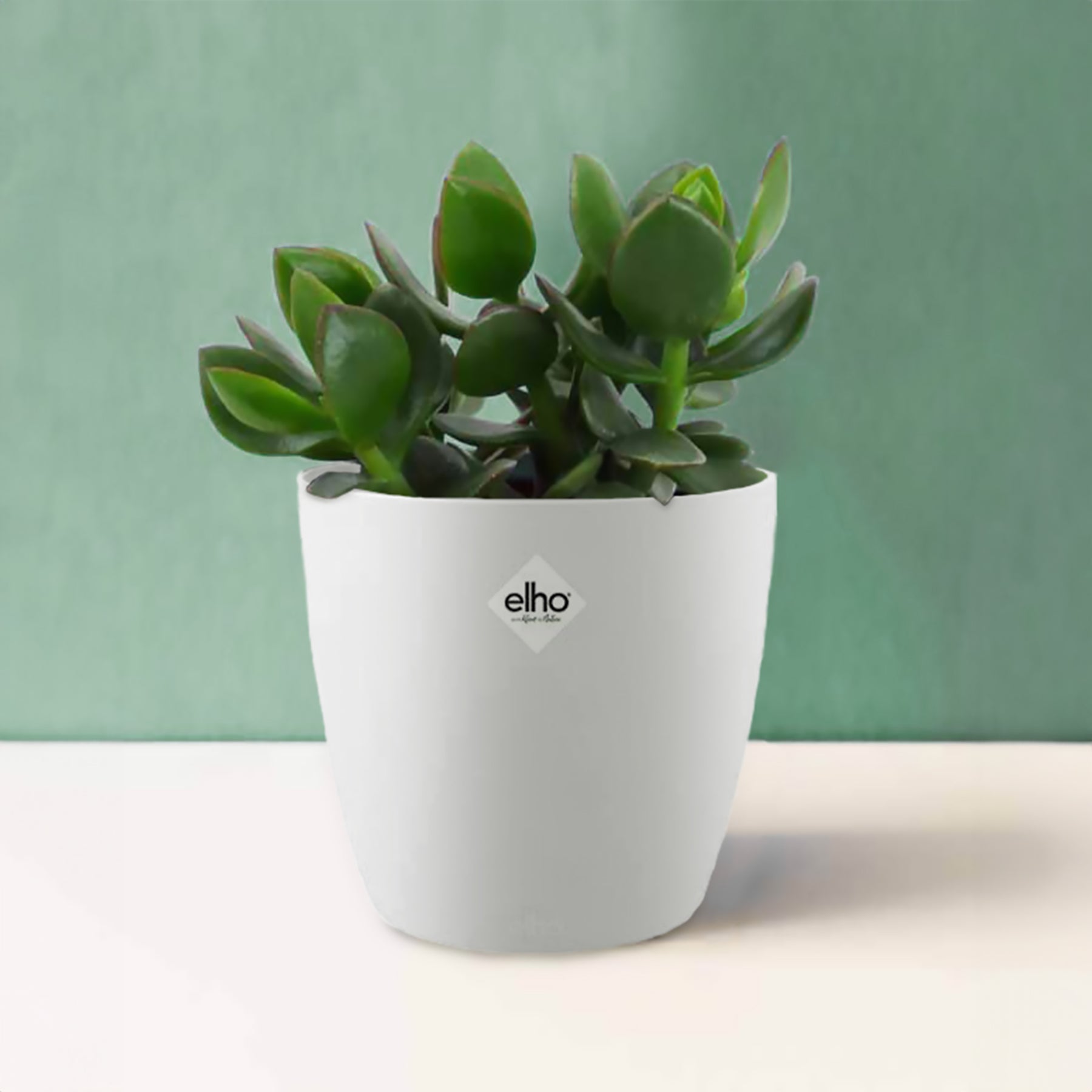 Geldbaum in weißem Blumentopf - Crassula ovata argentea - Willemse