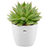 Echeveria agavoides im weißen Übertopf ELHO