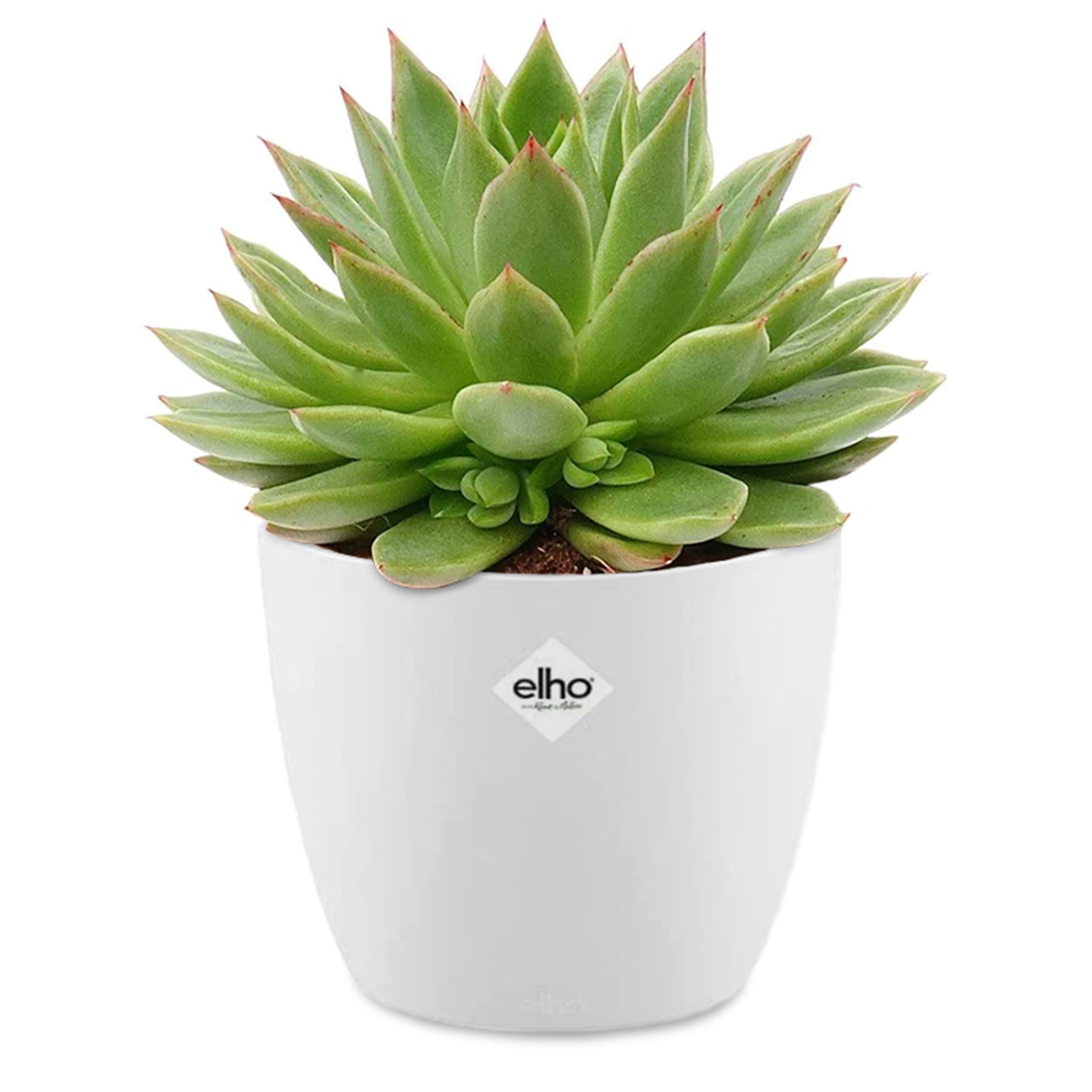 Echeveria agavoides im weißen Übertopf ELHO