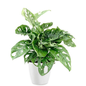 Philodendron Monstera Monkey Mask in weißem Blumentopf ELHO - Monstera deliciosa Monkey Mask - Willemse