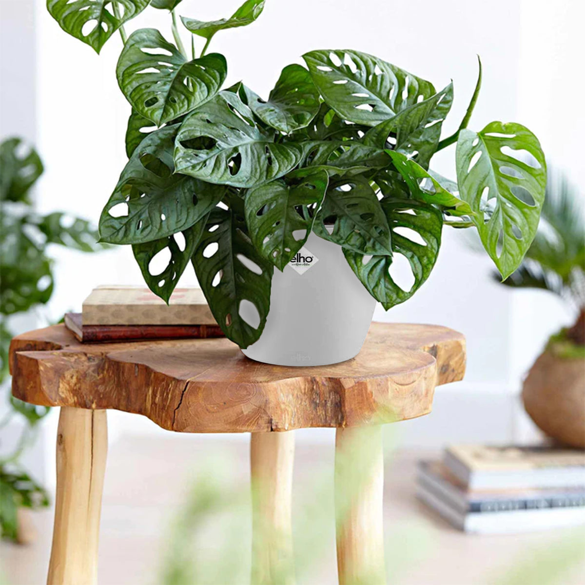 Philodendron Monstera Monkey Mask in weißem Blumentopf ELHO - Willemse