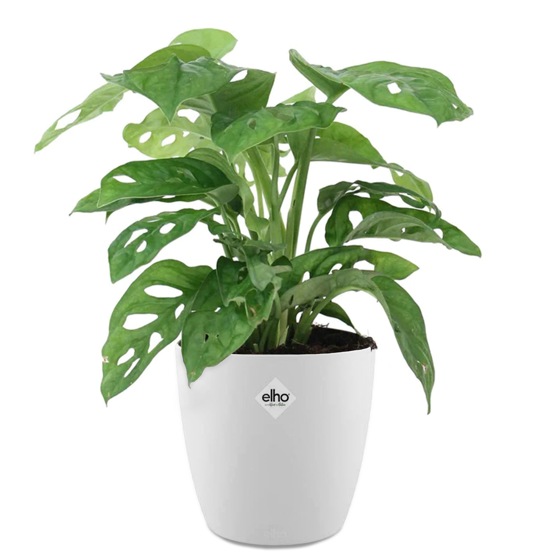 Monstera deliciosa Monkey Mask - Philodendron Monstera Monkey Mask in weißem Blumentopf ELHO - Zimmerpflanzen mit Übertopf