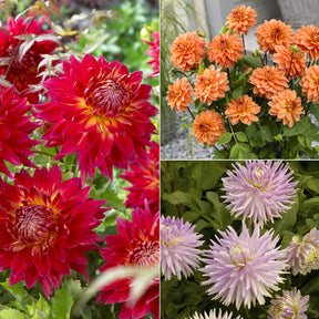 Dahlien Mischung (x5)