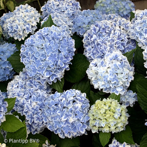 Hortensie Peppermint - Willemse