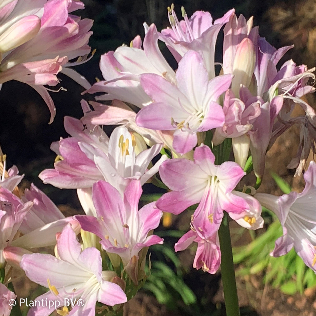 Agapanthus Blush Pink - Agapanthus Blush Pink - Agapanthus