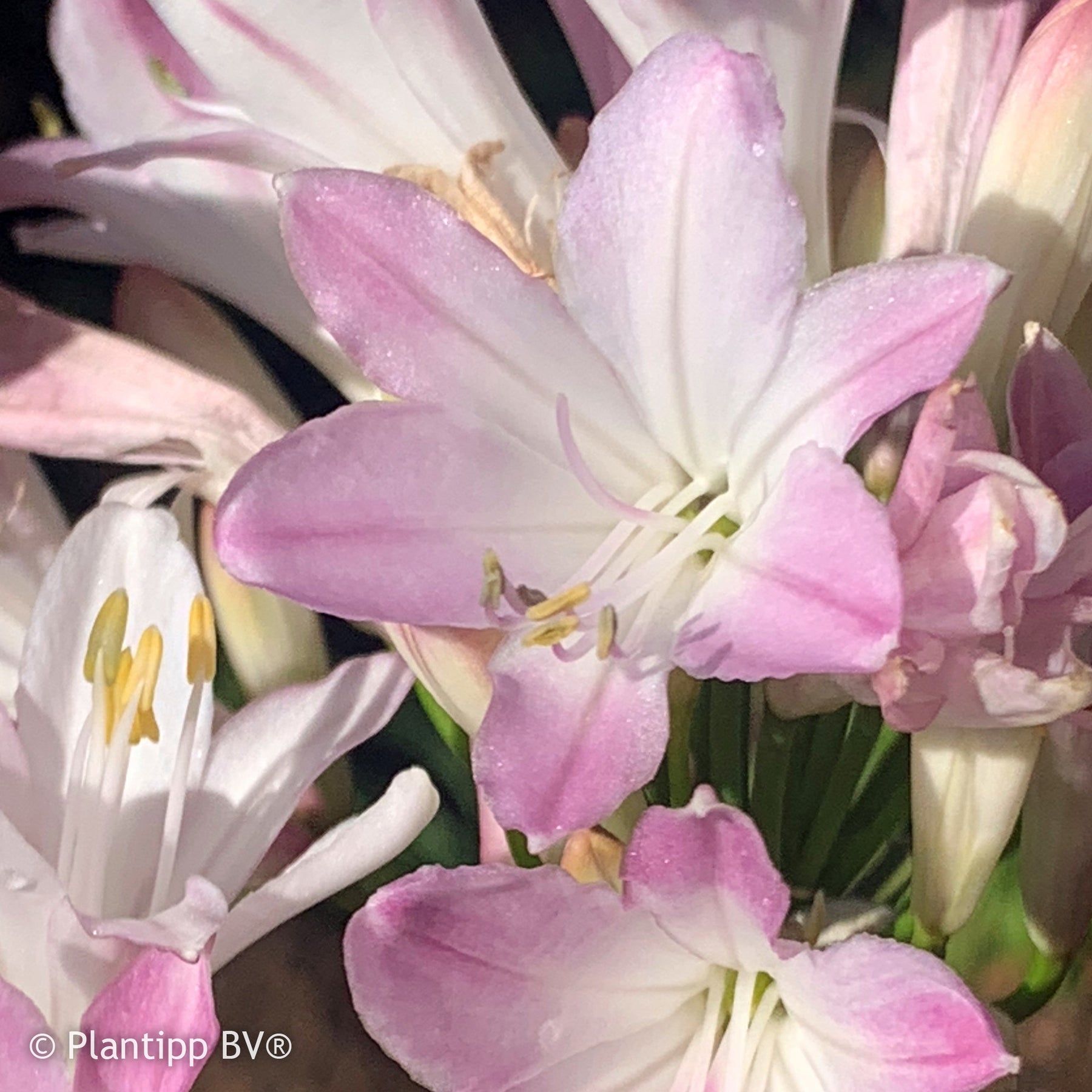 Agapanthus Blush Pink - Agapanthus Blush Pink - Willemse